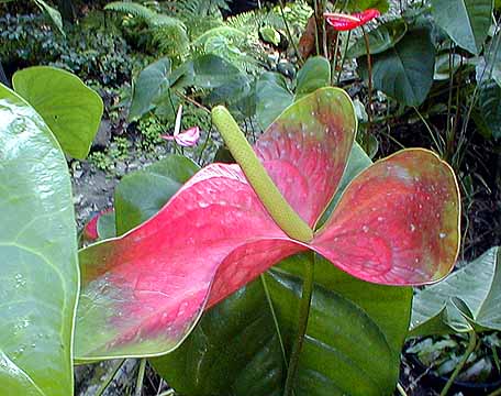 anthuriums in green house