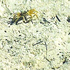 The sand crabs are a familiar site at Silver Sands.