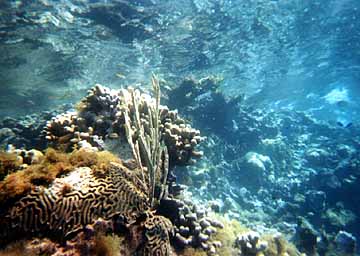 Coral reef at Silver Sands.