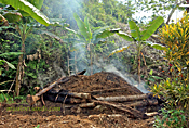 fire coal kiln in jamaican countryside - making fire coal charcoal
