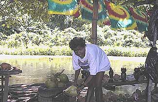 cutting a jelly coconut beside the martha brae river