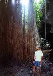Roots coming down into a near by cave