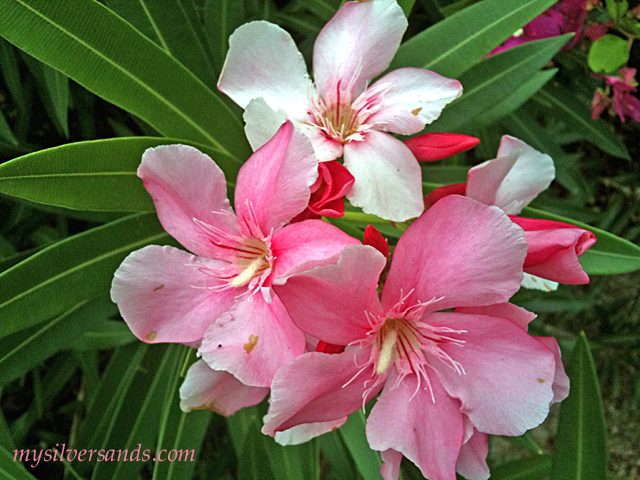 bunch of oleander blossoms