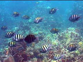 sergeant majors tropical fish on the reef