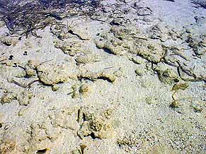 the clean and clear sea