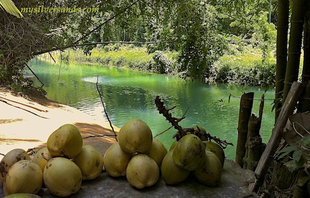 coconuts on the river bank