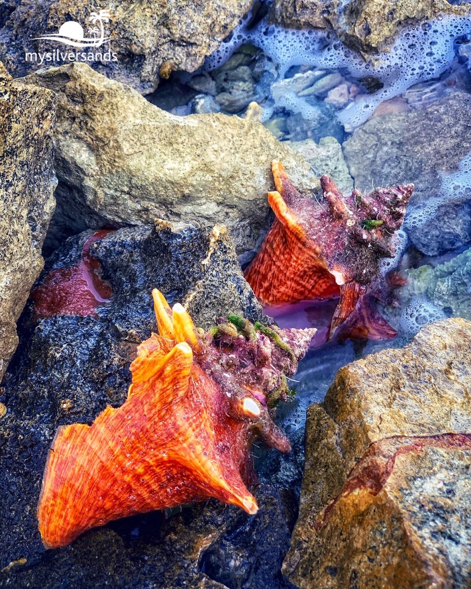 broken conch shells