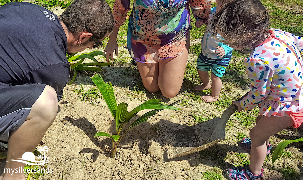 planting a coconut tree