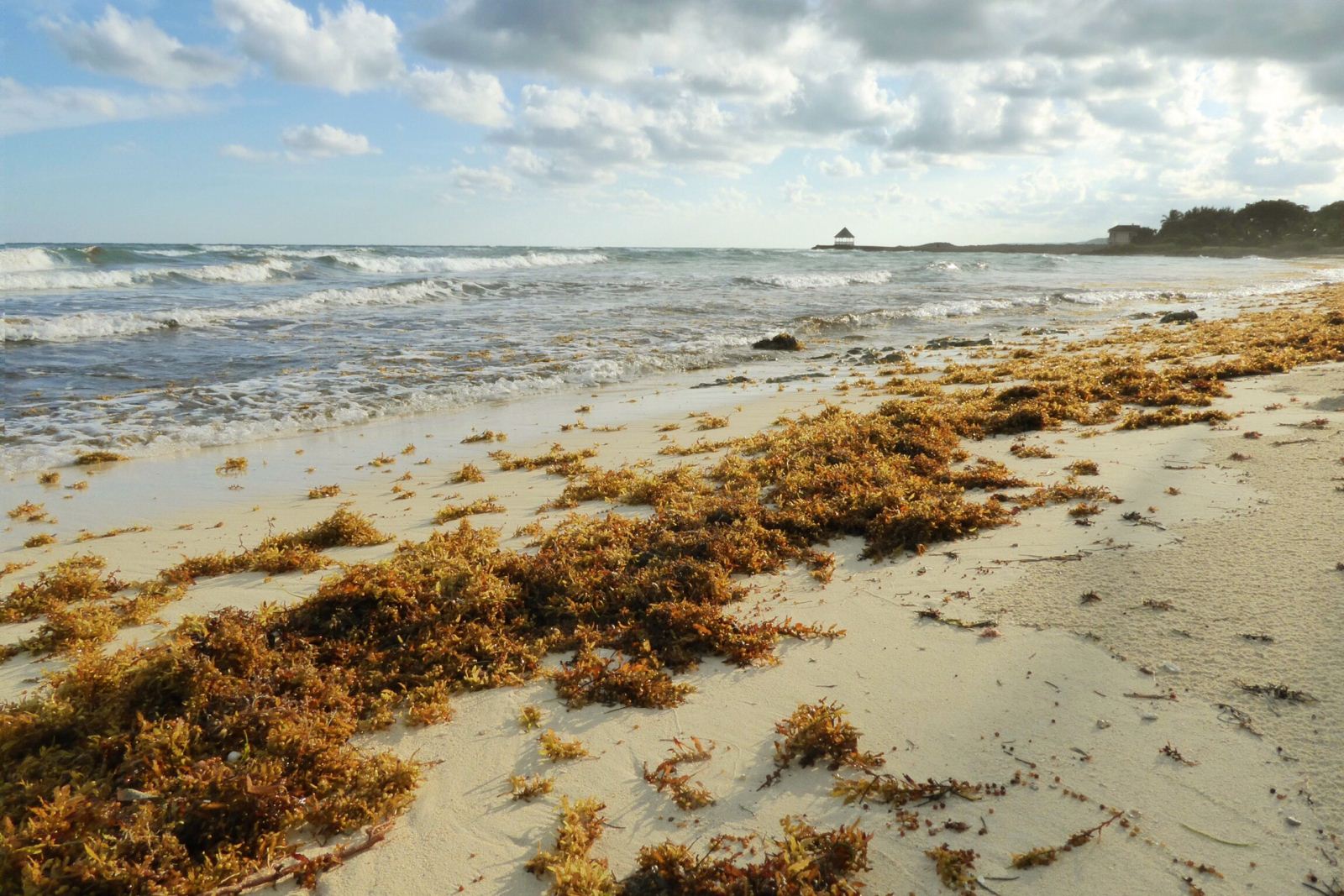 sargassum washed up on the beach at silver sands jamaica