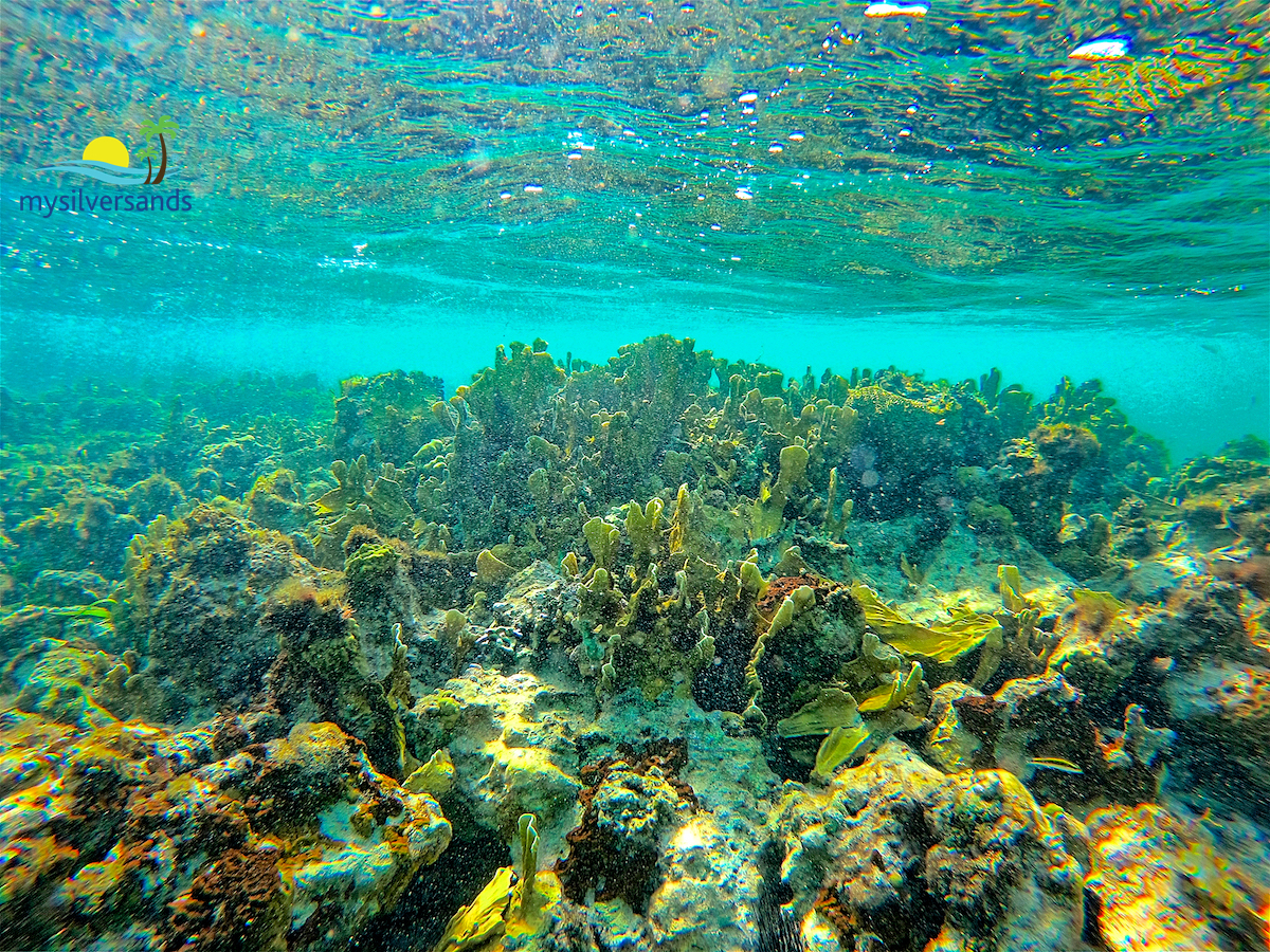 coral reef undersea