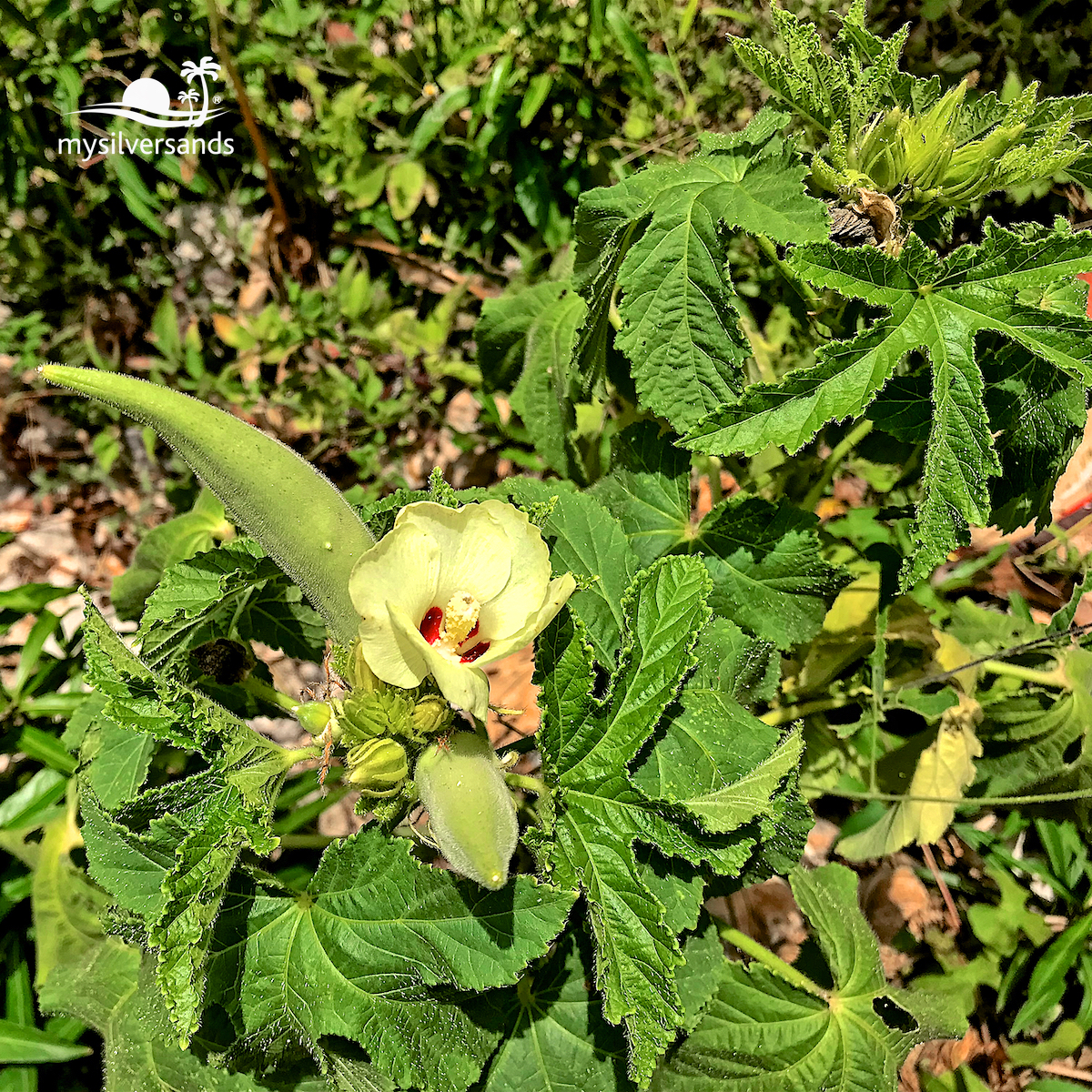 okra with flower