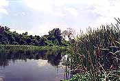 black river safari