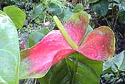 anthurium at cranbrook flower forest