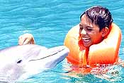 swim with dolphins
