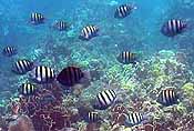 tropical fish