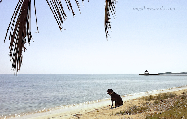 boscoe, a rottweiler,sitting on beach at silver sands jamaica
