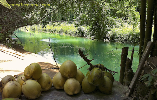 jelly coconuts for sale on the bank of the martha brae river in jamaica