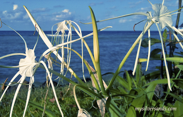 wild white flowers on silver sands beach jamaica