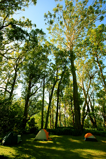 tents under the tall trees at whitfield hall