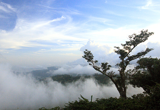 tree at sunset mist rising blue mountains