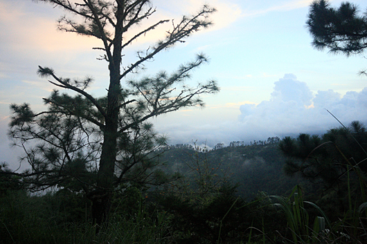 tree at sunset on the trail to blue mountain peak