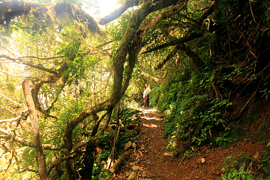 trail and fallen tree