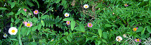 wild flowers on the trail