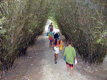 bamboo walk