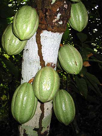 cocoa on the tree