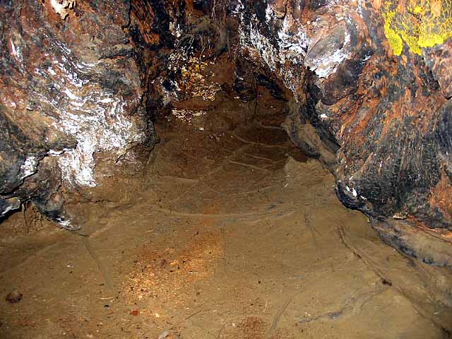 Ground inside cotton tree