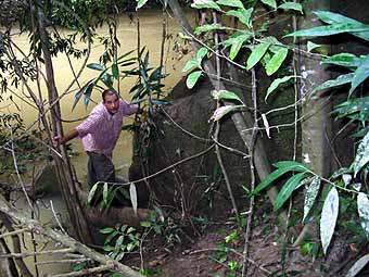 Large root of cotton tree on river bank