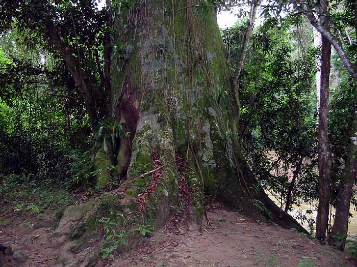 Very big cotton tree