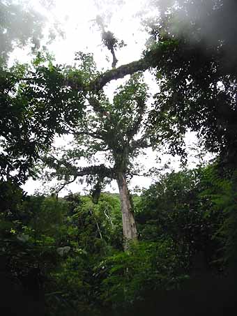 Cotton tree towering overhead