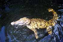 crocodile in the black river