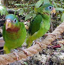 parrots