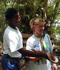 snacks and iguanas