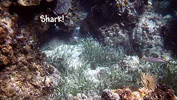 Nurse shark on the reef