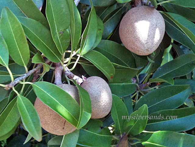 naseberries on the tree