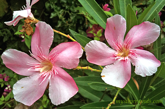 pink oleander - two blossoms