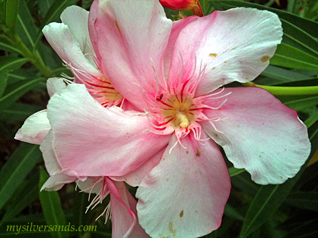 pink oleander with bug in centre