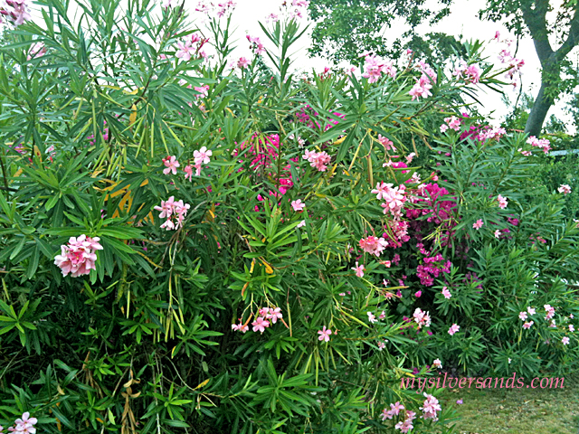 oleander hedge