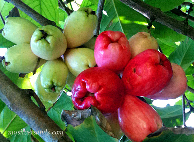 green and ripe otaheiti apples in the tree