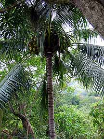 coconut tree