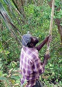 dread jooking the coconuts down from tree