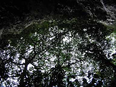 trees surround the caves