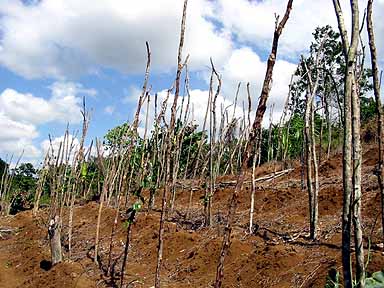 Yam field in trelawny