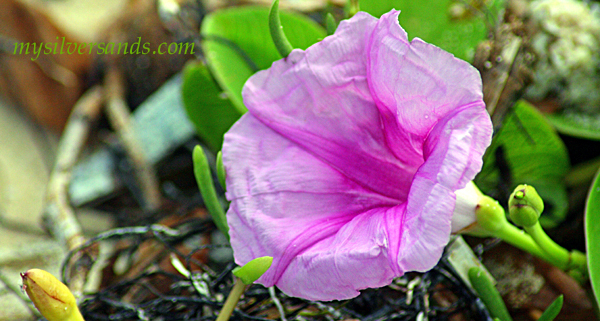 beach morning glory binds the sand on silver sands beaches