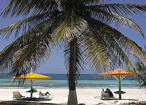 Coconut trees on the silver-sand beach