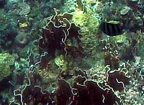 some of the coral reef