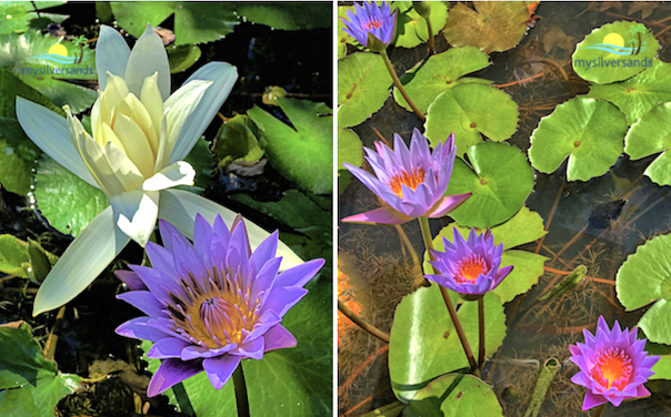 lily ponds